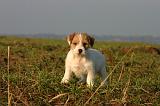 JACK RUSSEL 360